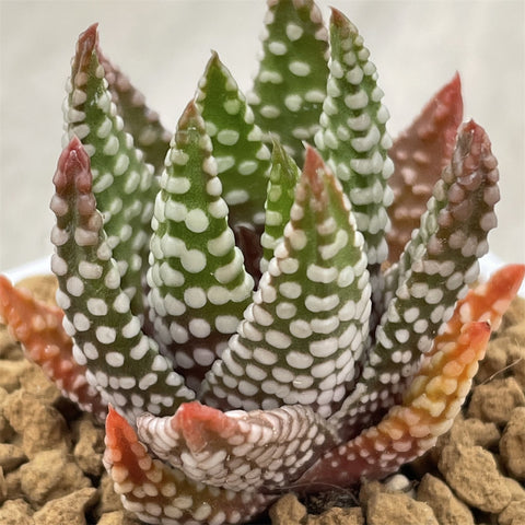 Haworthia Hard Leaf Zenigata