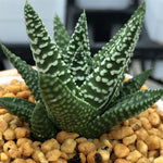 Haworthia Hard Leaf