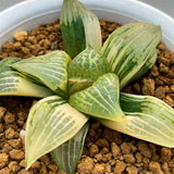 Haworthia Seedling Type Retusa X Comptoniana Variegated