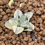 Haworthia Pygmaea Princess variegated Small size ones for sale plant from offsets
