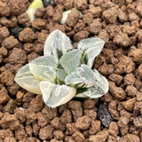 Haworthia Pygmaea Princess variegated Small size ones for sale plant from offsets