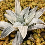 Haworthia Wimii Variegated