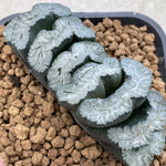 Haworthia Truncata 'Sharaku' Big size