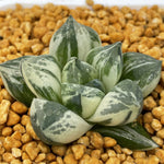 Haworthia Mutica Hybrid Variegated