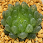 Haworthia Cooperi LED Mutant