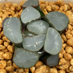 Haworthia Maughanii 'Purple Lens'