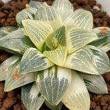 Haworthia Hybrid Comptoniana x Correcta variegated