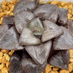 Haworthia 'springbokvlakensis' 'Tropical Night' Other