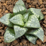 Haworthia Comptoniana 'Painted Skin'