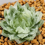 Haworthia LED variegated size (M) Cooperi var Picturata variegated