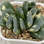 Haworthia Seiko Dark Variegated