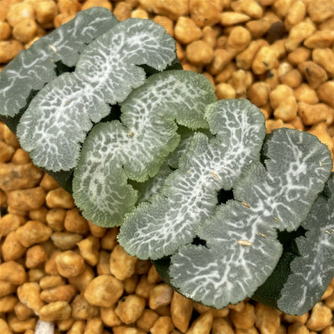 Haworthia Truncata 'Ina Bauer'