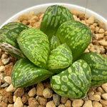 Haworthia Splendid Hybrid 'Morning Star' plant from seeds