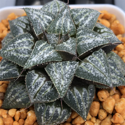 Haworthia Splendens 'Yukigeshiki'