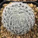 Haworthia Odetteae Other