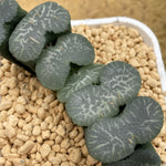 Haworthia Truncata Hakkaisan