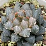 Haworthia Yamada Black Reverse variegated