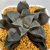 Haworthia Wimii Black Stone