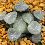 Haworthia Maughanii 'Shirofuji'