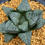 Haworthia Comptoniana 'Karakusa Jishi'