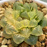 Haworthia Cooperi Hagiwara Variegated