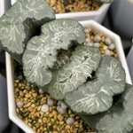 Haworthia Truncata 'Michinaga'