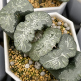 Haworthia Truncata 'Michinaga'