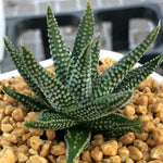 Haworthia Hard Leaf 'Opalina'