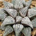 Haworthia Lovely Lady - other