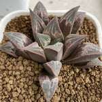 Haworthia Badia 'Beniorizuru'