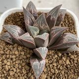 Haworthia Badia 'Beniorizuru'