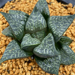 Haworthia Comptoniana 'Karakusa Jishi'