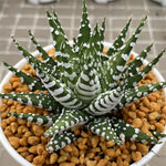 Haworthia Hard Leaf Zebra