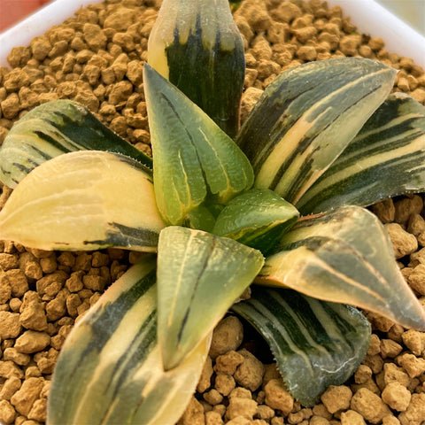 Haworthia Atrofusca Variegated Small Size