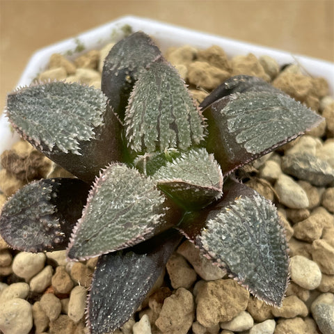 Haworthia Hybrid 'Black Raccoon' Plant from seeds