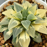 Haworthia Pygmaea Variegated Mother Plant