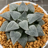 Haworthia Pygmaea