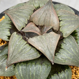 Haworthia Badia 'Kobiotori' Big size