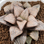 Haworthia Splendens Pink Lady