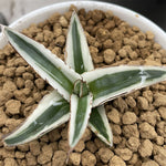 Agave Victoria