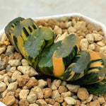 Haworthia Variegated Truncata 'Hiroshige'