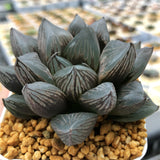 Haworthia 'Cupid' Other