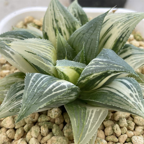 Haworthia Variegated 'Badia' Big Size