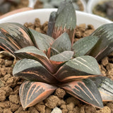 Haworthia Hybrid Coral Variegated Plant from offsets