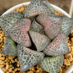 Haworthia Comptoniana 'Hakugei '