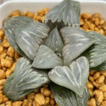 Haworthia 'Crystal Mutica'
