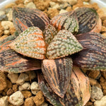 Haworthia Picta Daikoku Variegated
