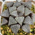 Haworthia Picta