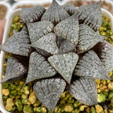 Haworthia Picta
