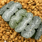 Haworthia Truncata 'Ina Bauer'